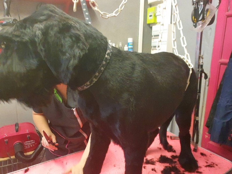 Salon de toilettage canin pour tonte de grand chien à Marseille